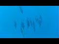 Dolphins in Marsa Alam ( July 2021 ) - маленькая банда ( около 20  ;) / часть 4