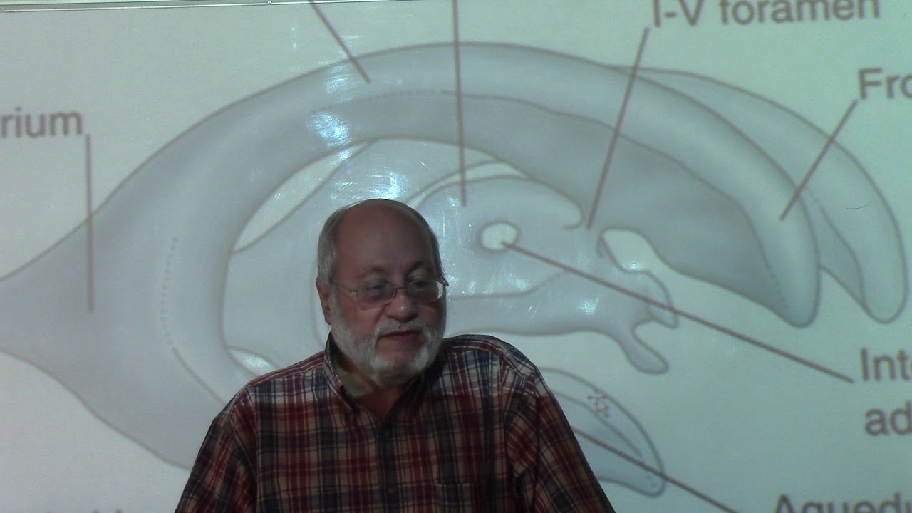 Neuroanatomy 96 ( Fourth ventricle, part 2 ) , by Dr. Wahdan - YouTube