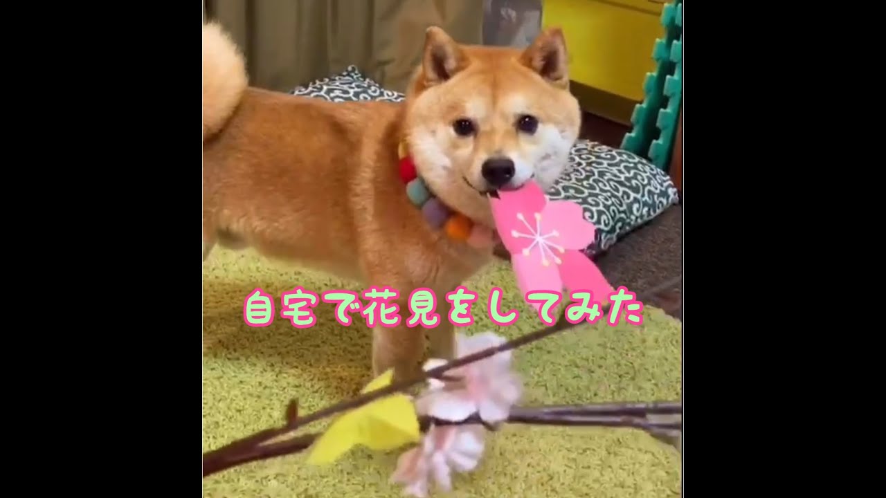 Pr エクササ犬 エクササイヌ って知ってる 飼い主さんの間でひそかにブームな かんたん おうち遊び術 いぬのきもちweb Magazine