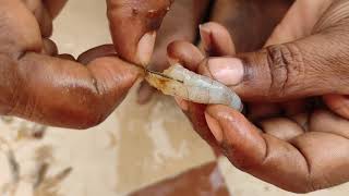 How to clean prawns || రొయ్యలు ఎలా శుభ్రం చేయాలి