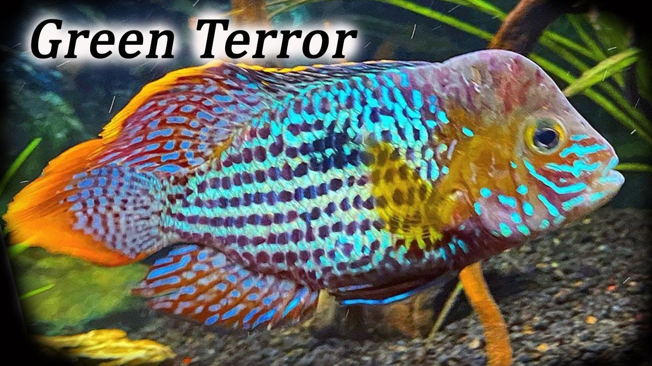 Green Terror Cichlid | Growth Rate 