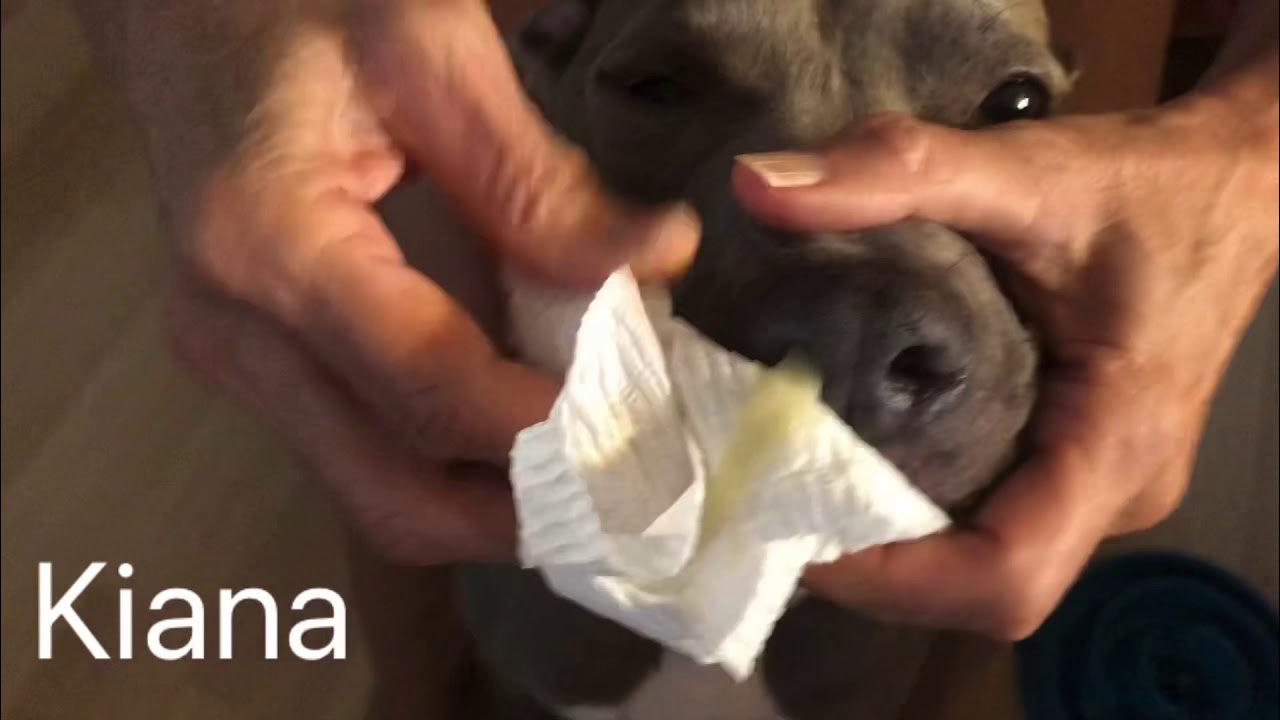 Как выглядит насморк у собаки
