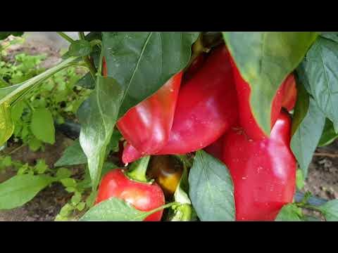 Перец сладкий Китайская стена (Chinese Wall)