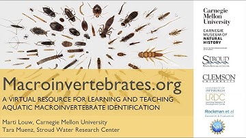 Macroinvertebrates.org: A Virtual Resource for Teaching and Learning ID