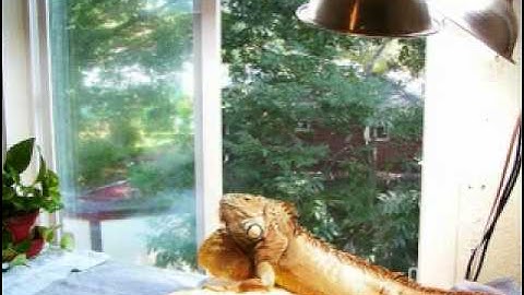 Reptile uv lighting -understanding-lighting-part 2