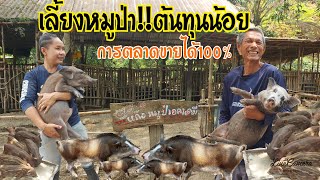 เลี้ยงหมูป่าลดต้นทุน||ตลาดมารับซื้อถึงบ้าน#เกษตรอินทรีย์