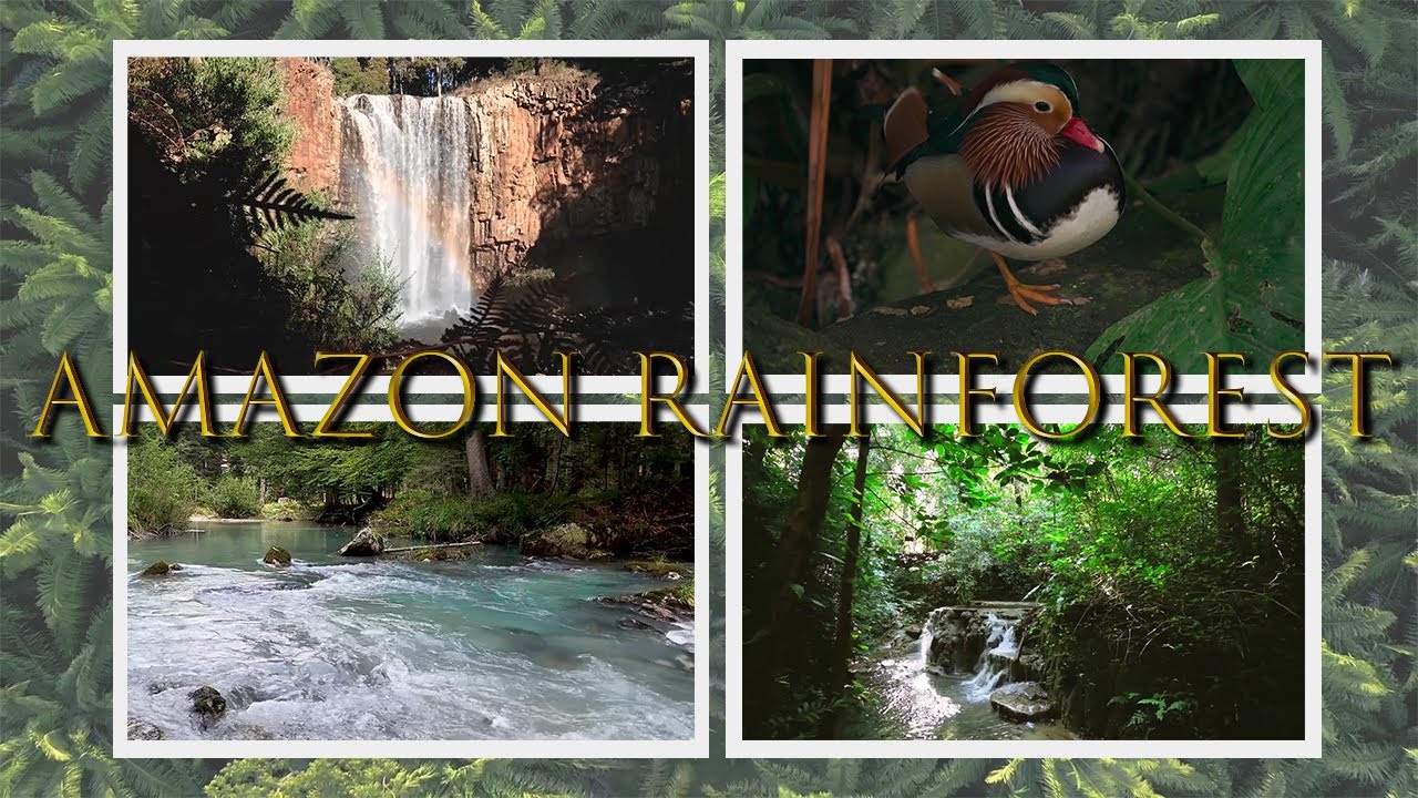 AMAZON FOREST IN TAMIL TERRA360   & ENGLISH SUB TITTLE