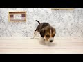 ワンラブ 名古屋市 ペットショップ 209089 ワンラブ 名古屋市 ペットショップ 209089
