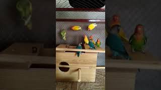 Love Bird Mutations l All in 1 l Parrots Breeding Information
