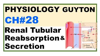 Ch#28 Physiology Guyton | Renal Tubular Reabsorption & Secretion | Renal Physiology