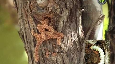 Insect Pests of Grape Vine - Thrips and Stem Borer