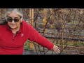 Blackberry Pruning with Gina Fernandez, NC State Extension Small Fruits Specialists