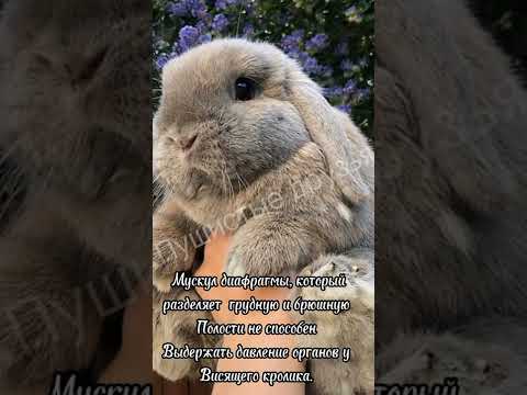 ☆почему кроликов нельзя хватать за уши?☆