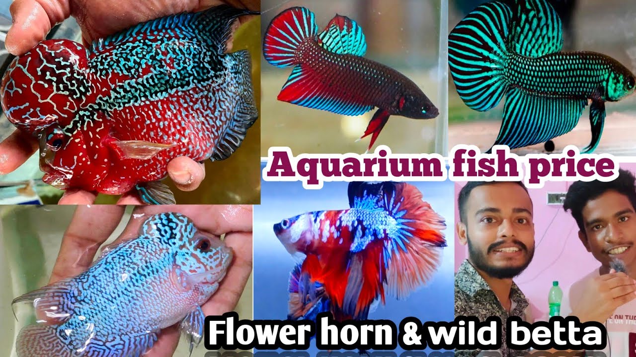 Wild betta fish price, flower horn fish price, discus fish price, Arowana fish  price