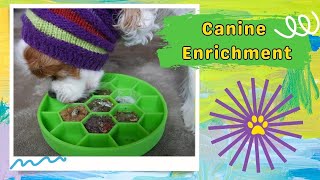 Canine Enrichment Ideas and New Enrichment Toy Review 🐶 | Soft Dog Food Toy for Seniors or Puppies by Cavalier King Charles Spaniel Tips and Fun 137 views 11 months ago 9 minutes, 40 seconds