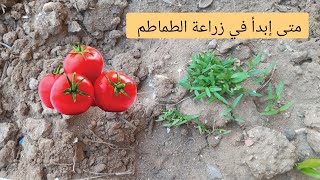 موعد زراعة الطماطم | متى ابدأ في زراعة الطماطم |تعرف على أفضل وقت لزراعة الطماطم الصيفية |للمبتدئين