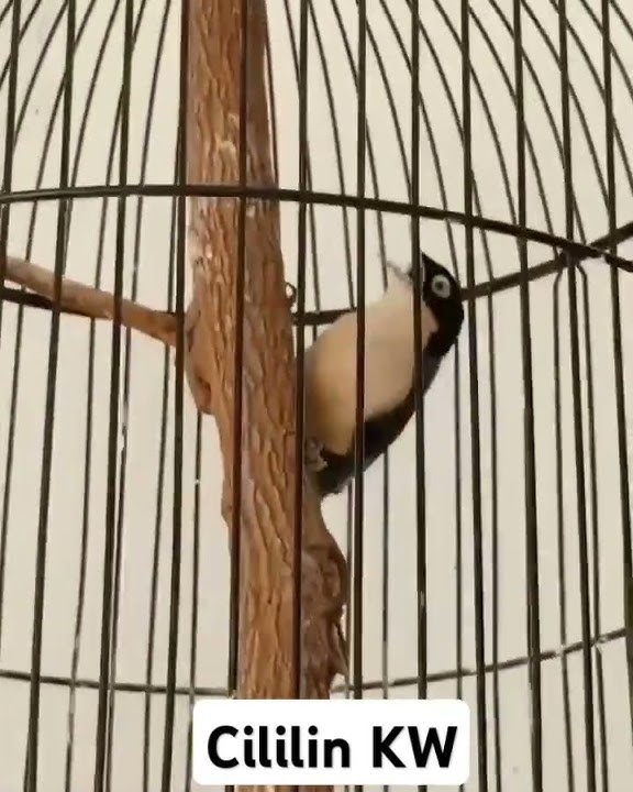 Rambatan doraemon nembak panjang #burungmasteran #burungdoraemon #kicaumania