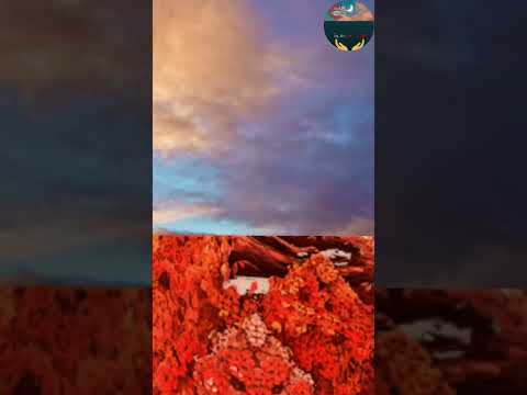 علاج فقر الدم و الانيميا طببيعيا قلوب نقية