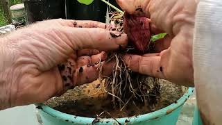 PART 3 - HOW TO TURN 1 SWEET POTATO INTO 100 SWEET POTATOES - PREPARING & PLANTING INTO #garden by The Back Garden Yard  3,997 views 3 weeks ago 17 minutes