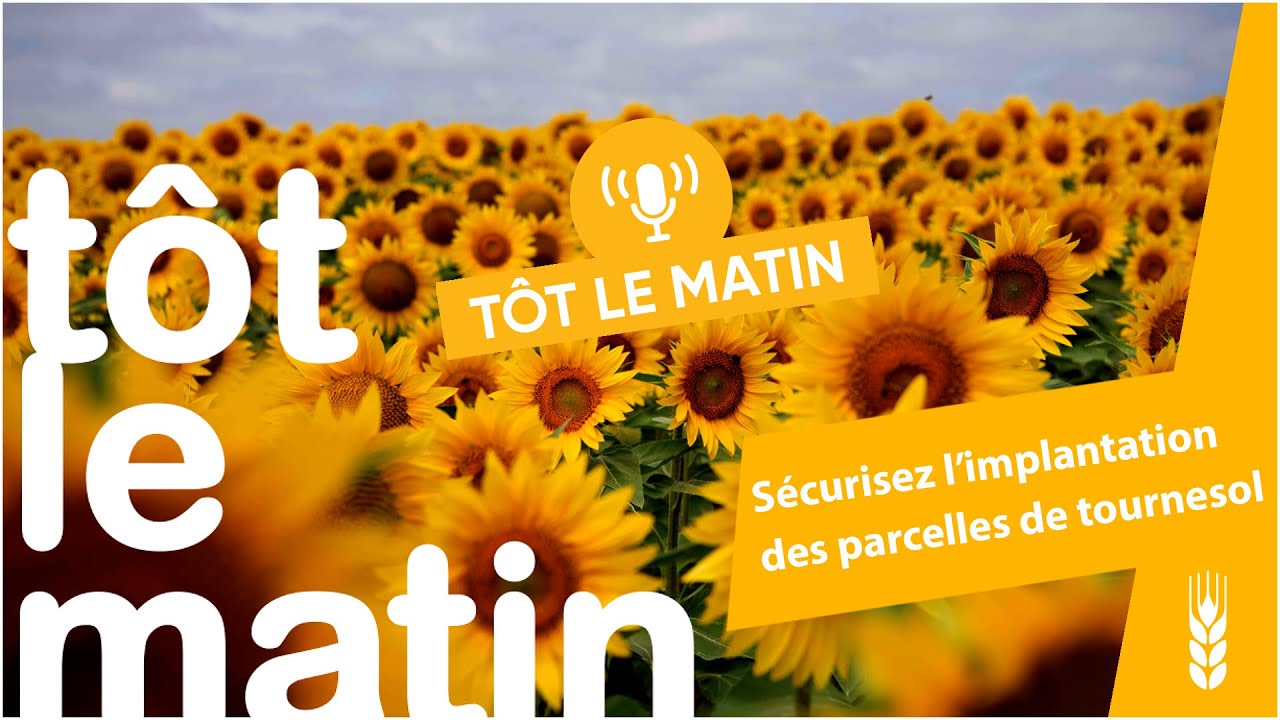 Tôt le matin : Sécuriser l’implantation des parcelles de tournesol