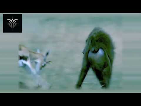 Cara Baboon Bertahan Hidup Di Alam Liar