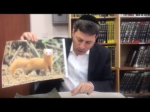 Daf Yomi Chullin Daf  126 by R’ Eli Stefansky