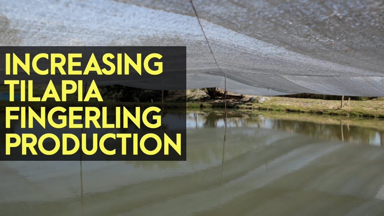 Tilapia Farming Increasing Fingerling Production using Aquashade YouTube