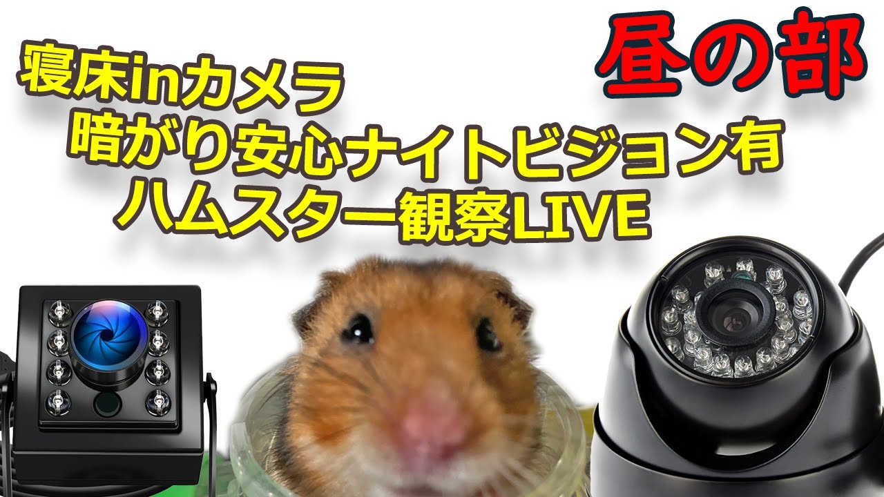 [LIVE]ハムスターの観察ライブカメラ(20260203)　Joint Cube Home Hamster Reality 