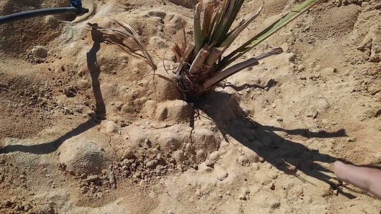 حلقة ١٠٥٢ الناس بتزرع غلط وتقولك انا بخسر في النخيل 