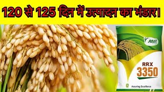Rashi Paddy 3350