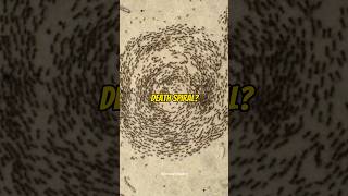Have You Ever Heard Of Ants Death Spiral? (Explained) 🐜 #shorts #ants
