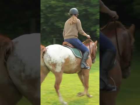 Wideo: Czy można znów jeździć na zatopionym koniu?