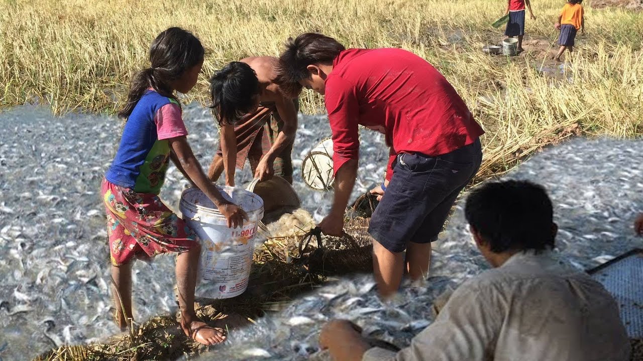 Wow! Amazing Catch Fish In the Rice Field - Catch Fish in My Village ...