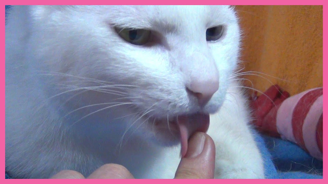 手を舐めてくる白猫ユキ White Cat Yuki Licks My Hand Kindly Youtube 手を舐めてくる白猫ユキ White Cat Yuki Licks My Hand Kindly Youtube
