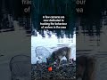 Are the wolves getting wiser?