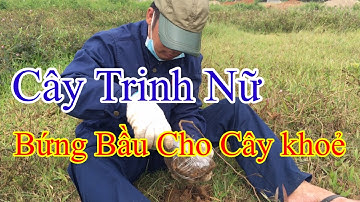 Cách bứng bầu - Cây Trinh Nữ - Xấu Hổ - Mắc Cỡ - Đào Vượng HV