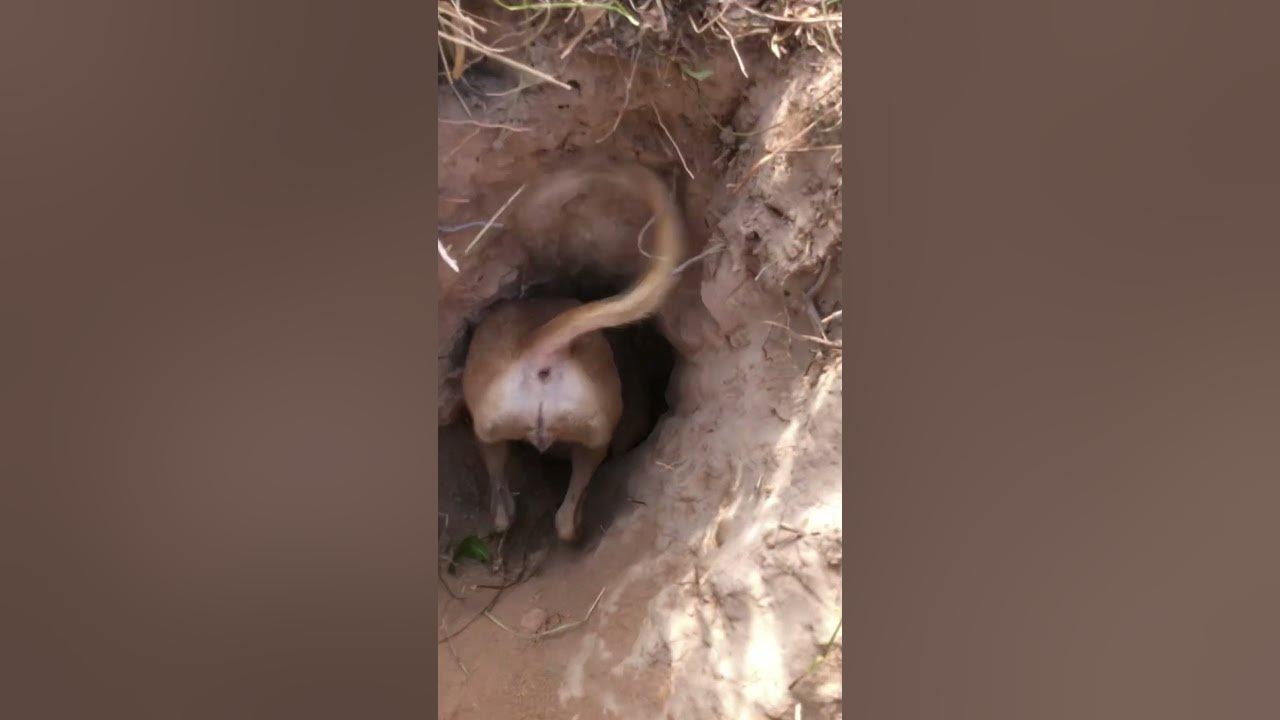 #animallife #digging #rates #snakes #catch - YouTube