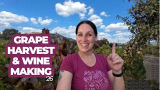 First Full Wine Harvest Day At My Farm | Portugal Farm Life & Reno #152