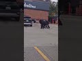Cop Forgets to Put Car in Park - Runs over Suspect During Arrest #shorts #shortsfeed #cops