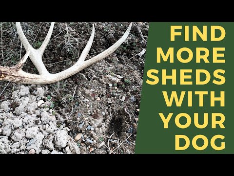 training-dogs-to-find-antlers--this-will-work-with-any-dog