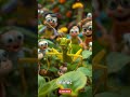 Amazing Grasshoppers #shortsfeed #facts #animals #amazingfacts
