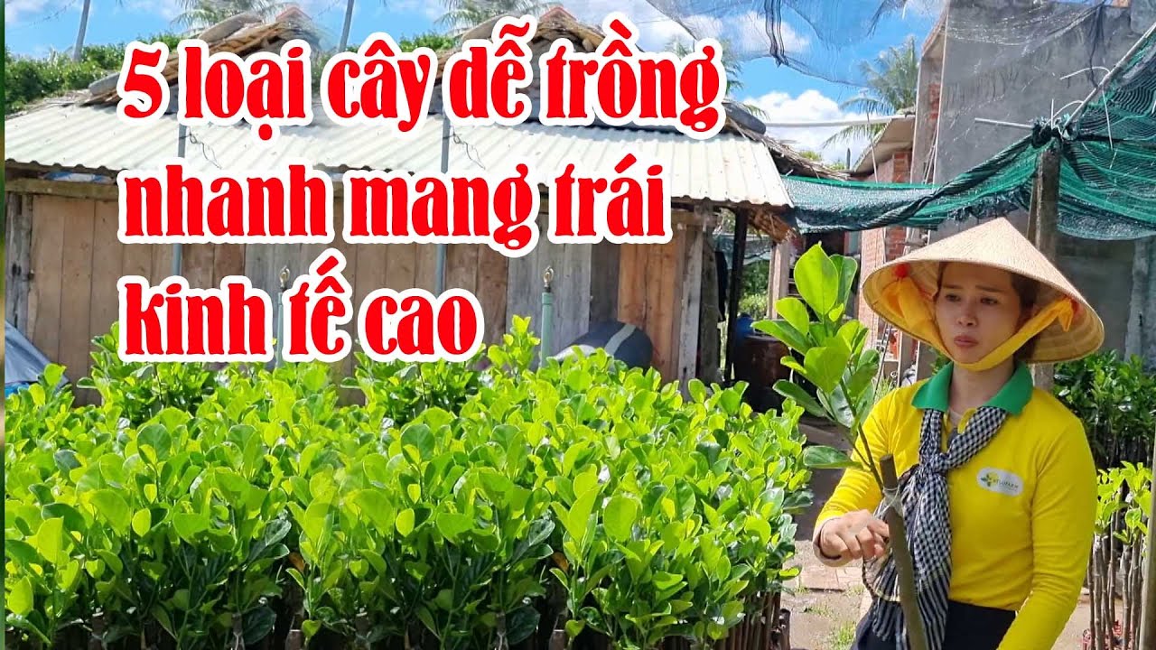 5 LOẠI CÂY DỄ TRỒNG KINH TẾ RẤT CAO