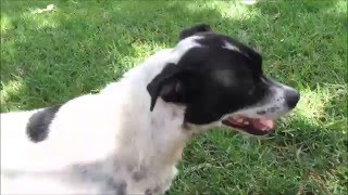 Buddy - Adopted