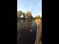 Ducks feeding relax video 2020