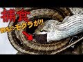 捕食する蛇 【野生】暴れるモグラを引きずり出して丸飲み　アオダイショウ