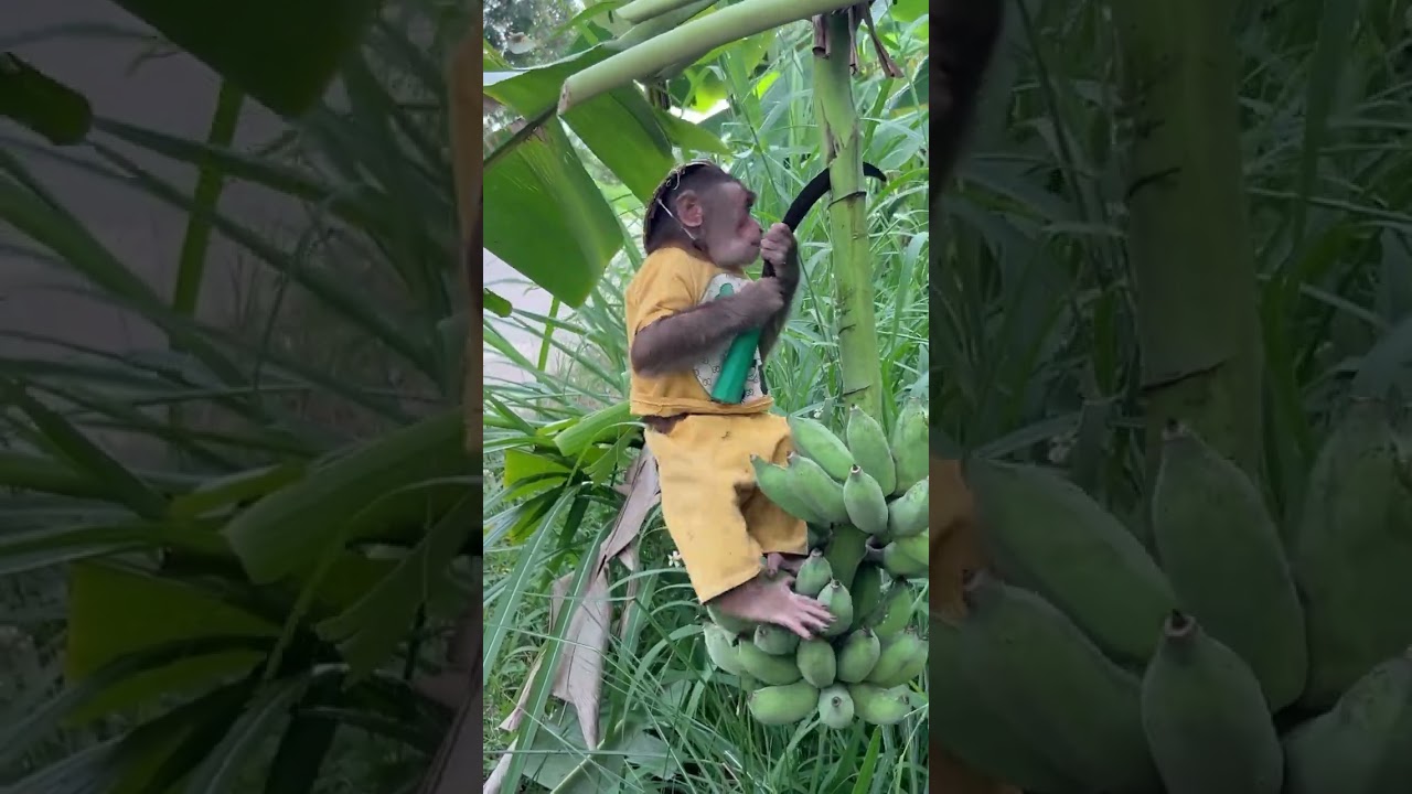 cutis drove banana harvest 