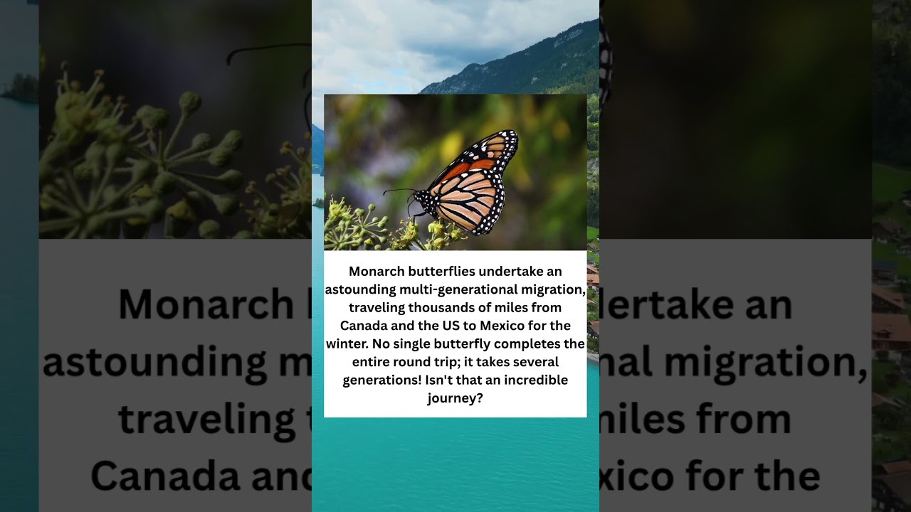 The Migrating Monarchs: How Far Would You Travel for Survival? 