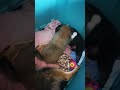 bébés pomsky qui s'amusent
