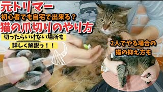 【元トリマー】初心者の方でも分かりやすい猫の爪切りのやり方っ！！Nail clippers for cats.