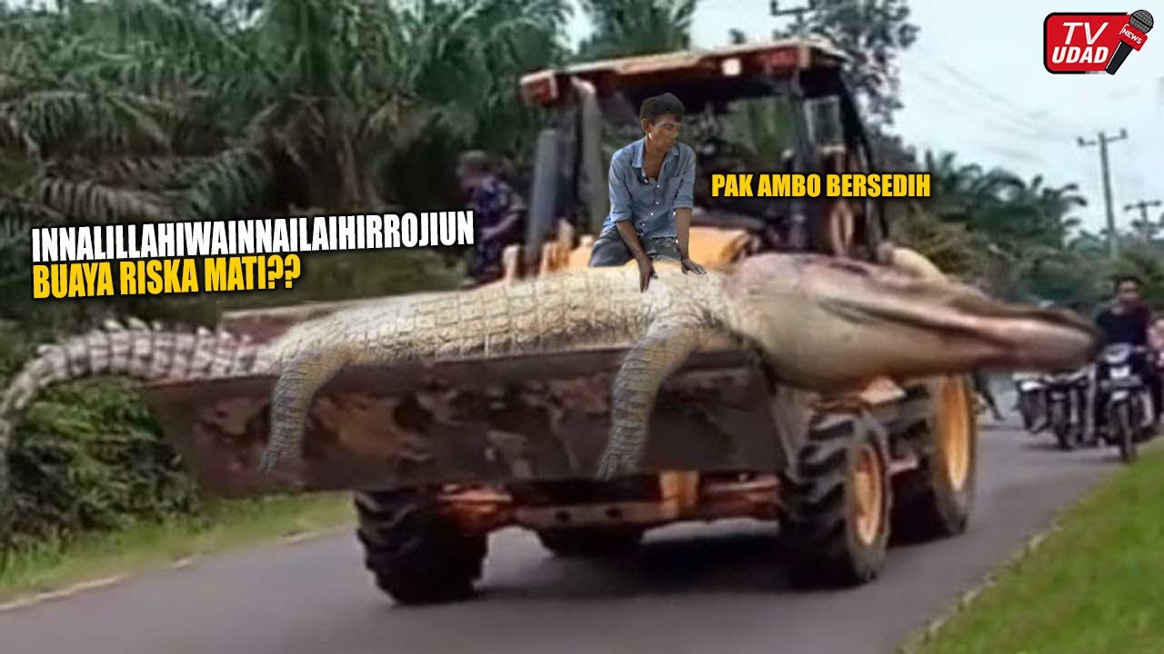 Mengejutkan!! Buaya Riska Telah Tiada, Pak Ambo Tidak Tau Apa² | Siapa Yang Salah?